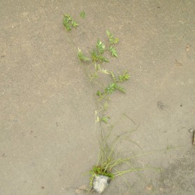 成都紅花薔薇杯苗基地批發(fā) 重慶薔薇杯苗出售