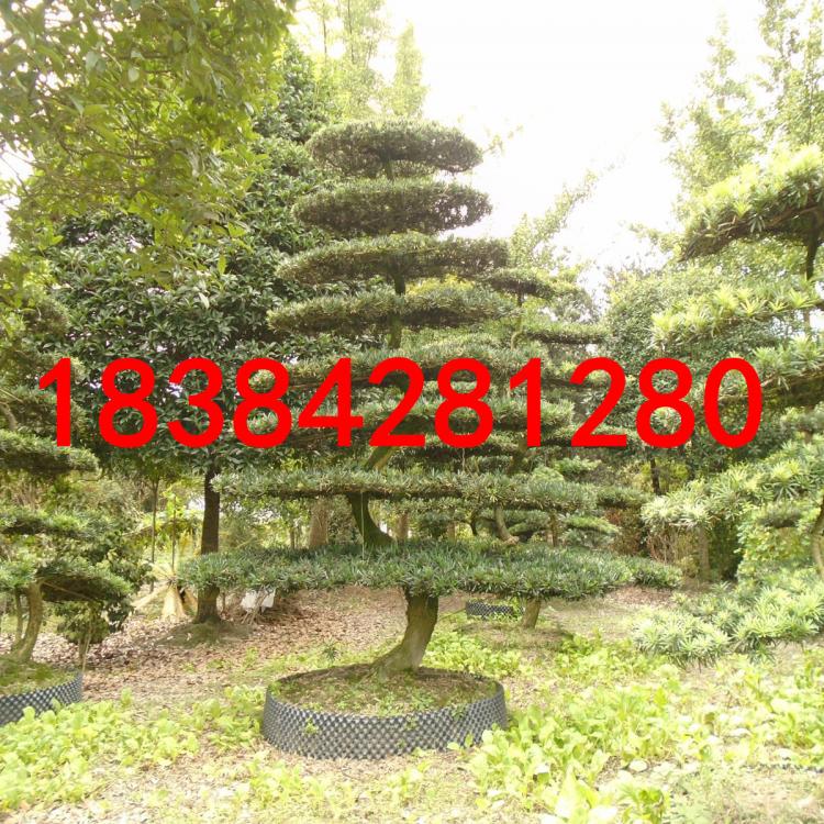 羅漢松盆景批發(fā) 羅漢松盆景價格 羅漢松園林基地直銷