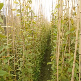 貴州爬藤植物批發(fā) 四季常綠的遮陽藤，四季長青不落葉油麻藤