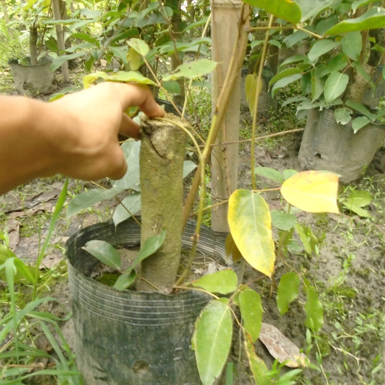地徑5公分粗油麻藤批發(fā) 地徑2公分粗油麻藤杯苗 地徑3公分粗油麻藤 地徑4公分粗油麻藤批發(fā) 粗壯油麻藤苗