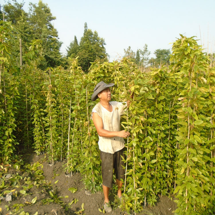 武漢油麻藤圖片 武漢油麻藤小苗購(gòu)買地方 哪里有賣油麻藤的 常綠牛馬藤苗 高速路護(hù)坡牛馬藤苗