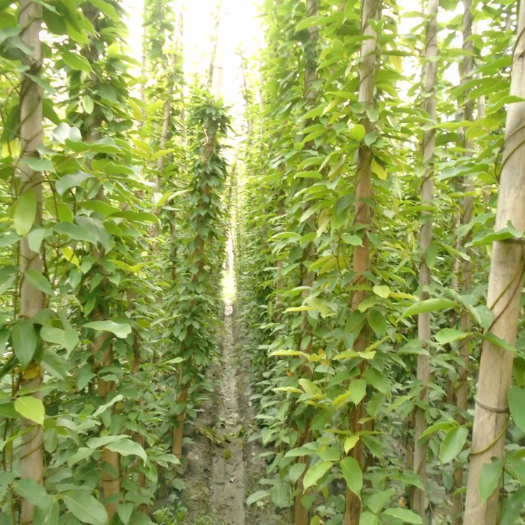 四川都江堰市常青油麻藤種植基地
