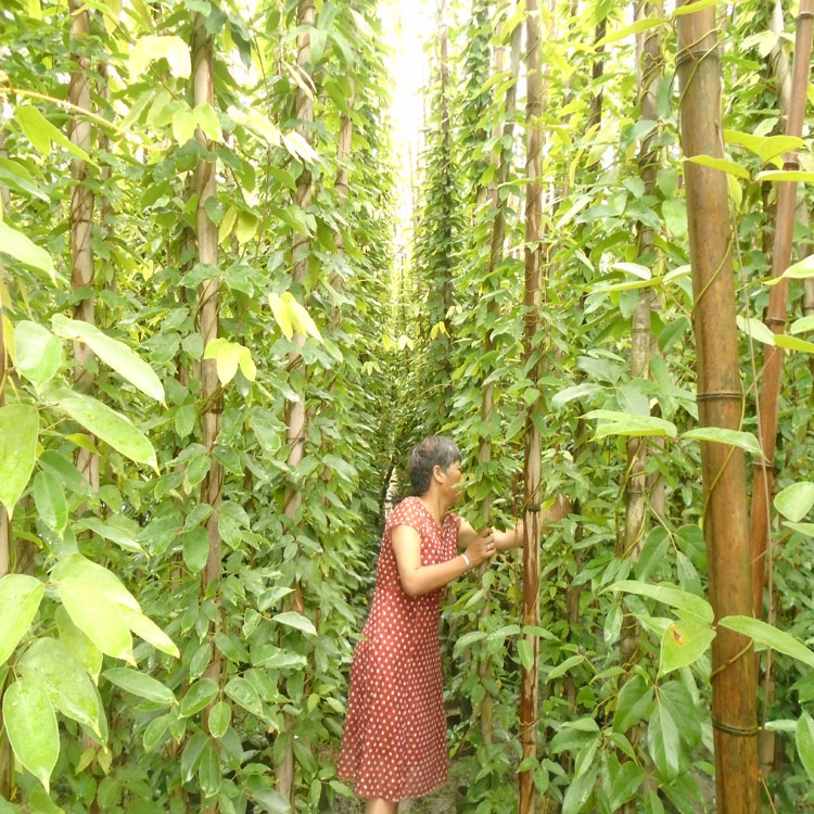 5公分粗大油麻藤批發(fā) 油麻藤種植基地供應(yīng) 專業(yè)牛馬藤種植基地可實地看苗考察