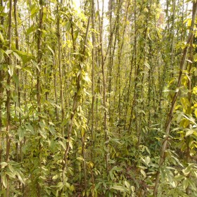 雞血藤杯苗批發(fā) 成都血藤種植基地 常綠血藤苗2米 廣西雞血藤苗種植基地 庭院攀爬植物