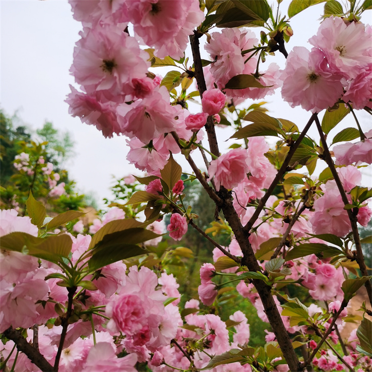 櫻花樹 園林庭院行道高桿陽(yáng)光櫻花