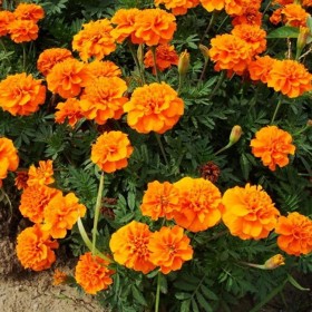 供應(yīng)四季草花孔雀草 花卉批發(fā) 孔雀草盆栽 孔雀草價格 孔雀草批發(fā)