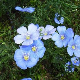 鳳祥農(nóng)資藍亞麻批發(fā) 藍亞麻杯苗 藍亞麻價格通達基地銷售