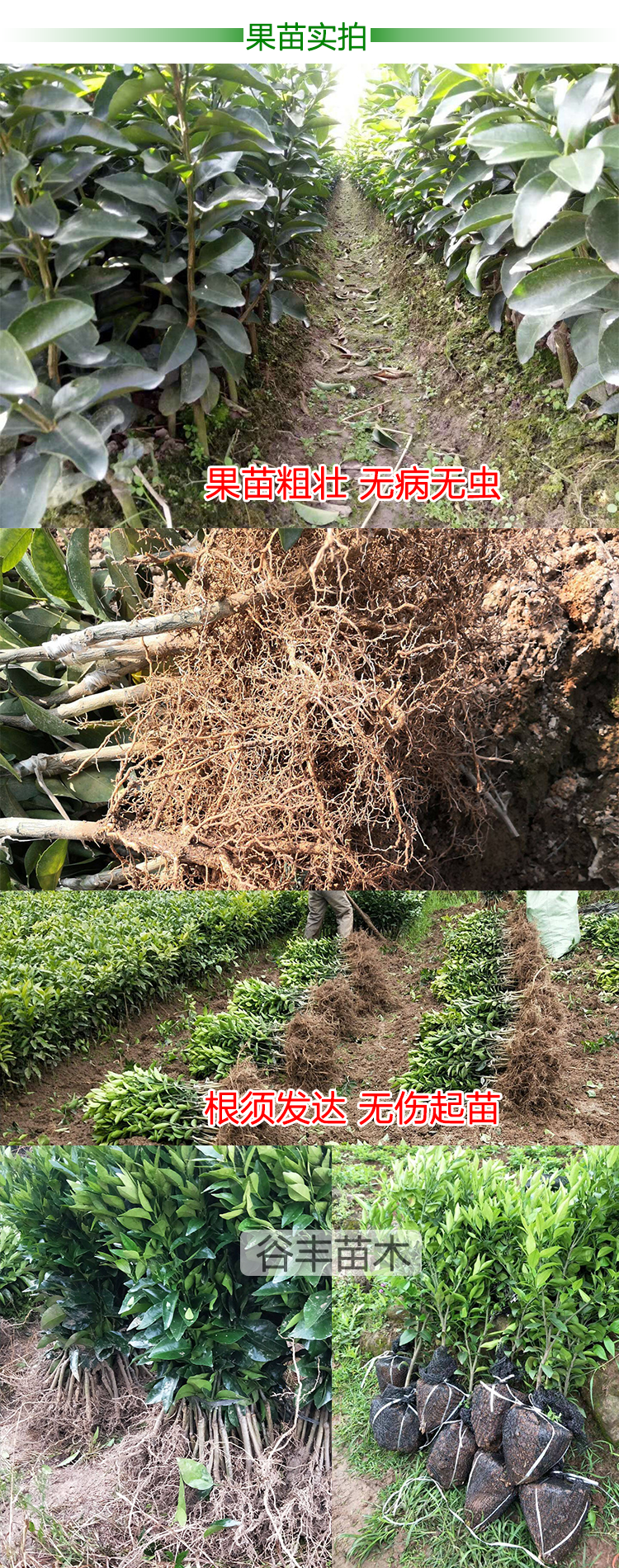 4果苗實拍