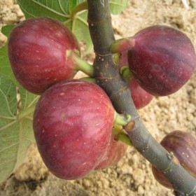 無花果樹果苗南方北方四季盆栽地栽種植苗當(dāng)年結(jié)果特大波姬紅樹苗批發(fā)零售價格
