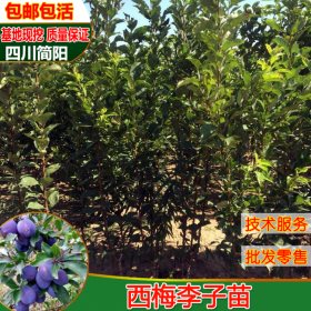 四川簡陽西梅李苗基地現(xiàn)挖批發(fā)零價格售盆栽地栽無病蟲害
