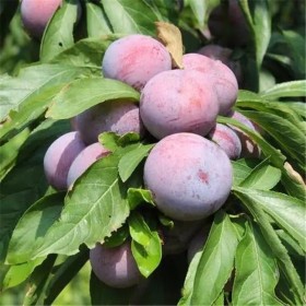 高產脆紅李李子苗 綠蔭恐龍蛋李子苗 根系發(fā)達 量大從優(yōu)