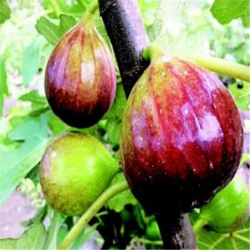 現(xiàn)挖現(xiàn)賣 谷豐農(nóng)業(yè)無(wú)花果苗 果形端正 根系發(fā)達(dá) 無(wú)花果苗