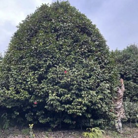 山茶花地栽苗 喜溫暖 濕潤(rùn) 花朵漂亮 適合庭院路邊種植