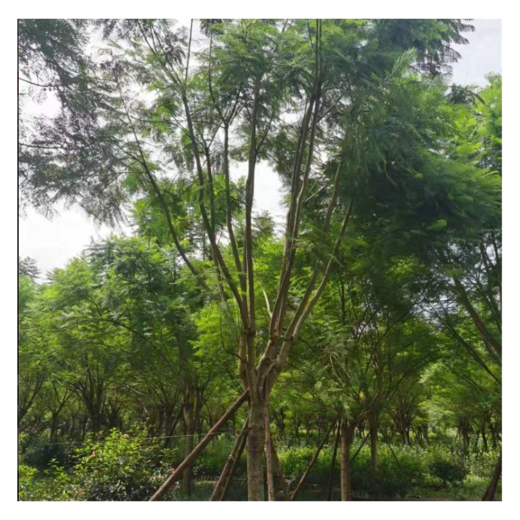 藍花楹 單桿 叢生 苗圃規(guī)模化培育 20公分 25公分 30公分