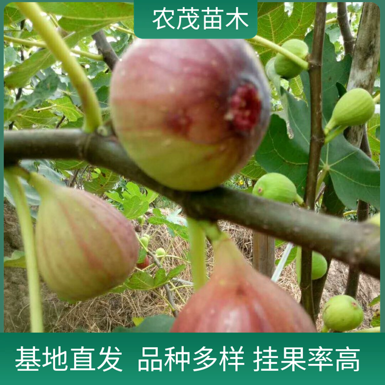 無(wú)花果苗波姬紅1至5年苗 果皮鮮艷 紅皮無(wú)花果樹(shù) 適合采摘園種植品種