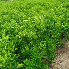 春見(jiàn)苗   苗木木場(chǎng)基地直銷(xiāo)嫁接春見(jiàn)苗  優(yōu)質(zhì)果樹(shù)苗包成活小苗批發(fā)