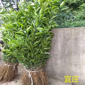 耙耙柑苗_簡(jiǎn)陽(yáng)春見(jiàn)苗批發(fā)廠家  四川果樹(shù)苗木批發(fā)__春見(jiàn)耙耙柑  春見(jiàn)柑橙苗_春見(jiàn)雜柑脆嫩多汁風(fēng)味濃郁