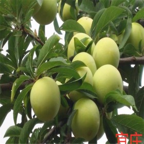 李子苗簡陽宜莊供應新品種蜂糖李子苗 湖北蜂糖李子苗價格 李子苗批發(fā)基地