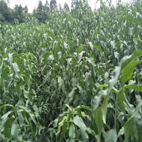 桃子苗 桃樹(shù)苗 桃子苗批發(fā) 出售桃樹(shù)苗 廠家直銷