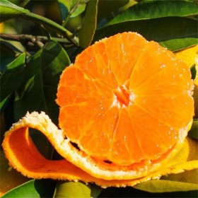 宜莊園林嫁接大雅柑橘樹苗 柑橘樹苗批發(fā)價格