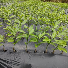 四川愛媛果樹苗 橘子苗 規(guī)格齊全 愛媛38號(hào)果凍橙苗批發(fā)價(jià)格