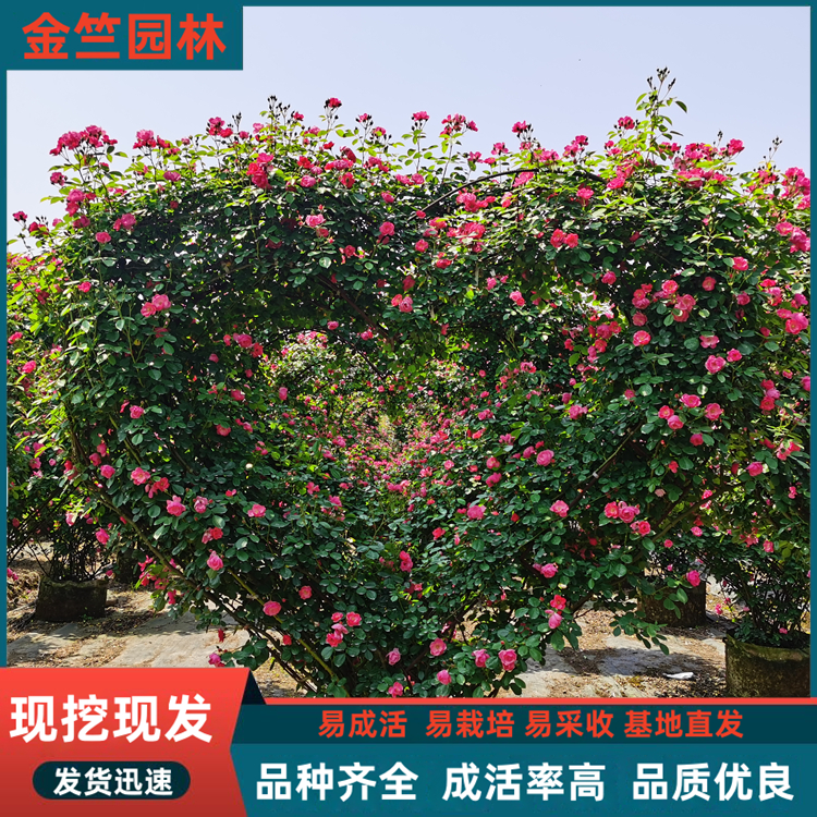 心形月季種植基地 花色多 長勢好 當(dāng)天訂貨隔天發(fā) 易成活