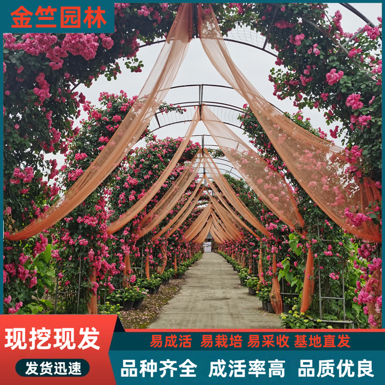 月季拱門 造型設(shè)計(jì) 景區(qū)園林綠化種植觀賞花壇花鏡 陽臺(tái)綠化花卉