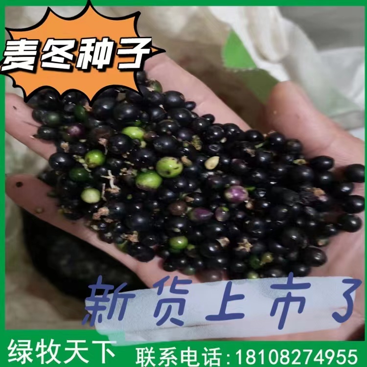馬蹄金價格