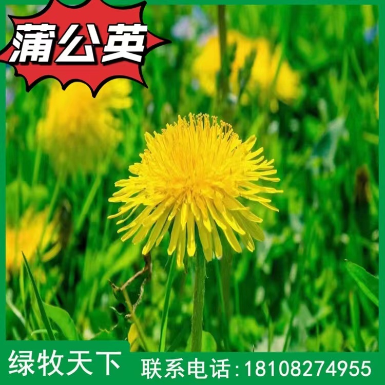 蒲公英種子批發(fā)價格 綠牧天下