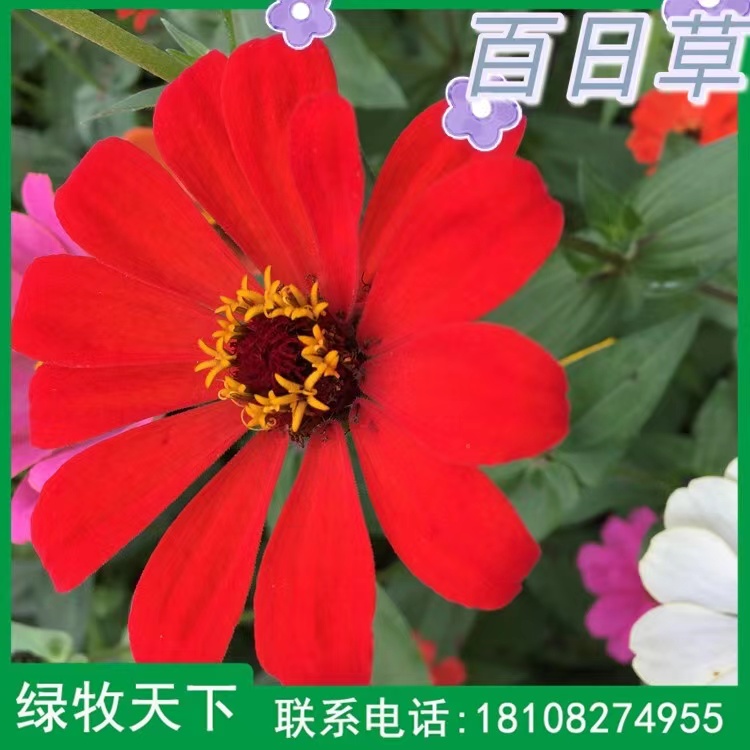 百日草種子價(jià)格 四川綠化種子 花卉種子供應(yīng)商