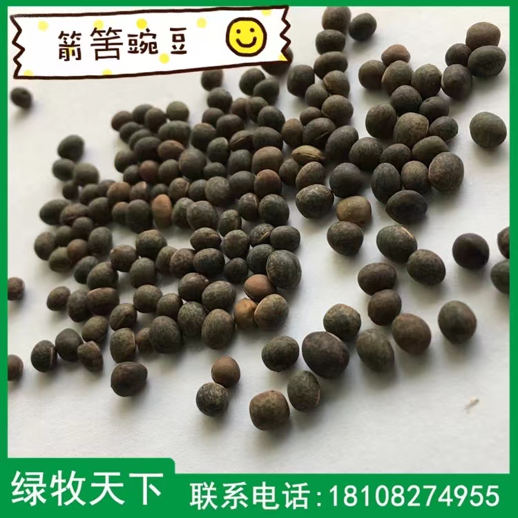 四川種子價格 箭舌豌豆批發(fā)報價 種子供應商