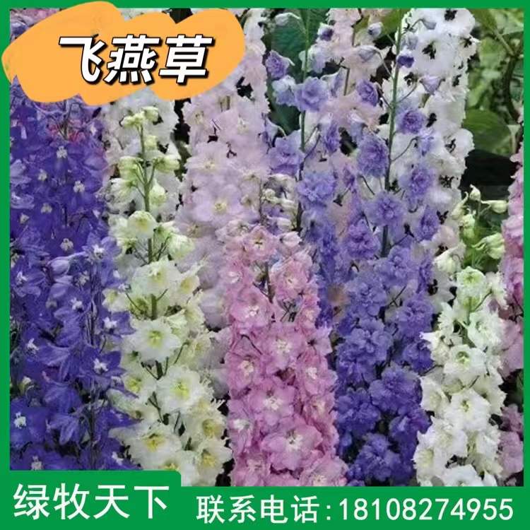 觀賞花種 飛燕草種子批發(fā) 四川綠化種子供應