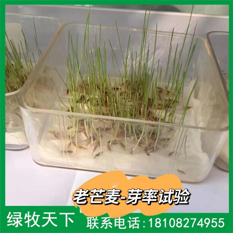 馬蹄金價格