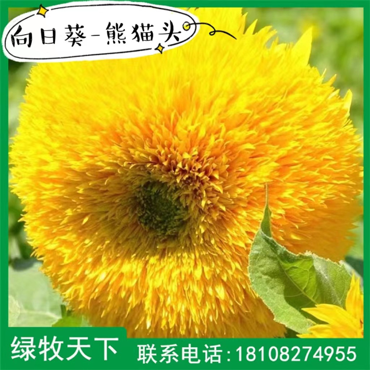 馬蹄金價格