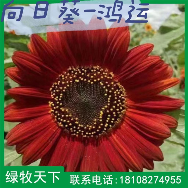 黃色笨頭向日葵 多種類觀賞鴻運(yùn)向日葵種子出售 綠牧天下