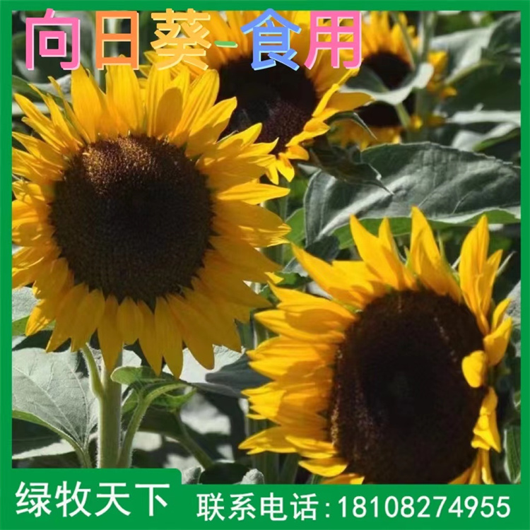 馬蹄金價格