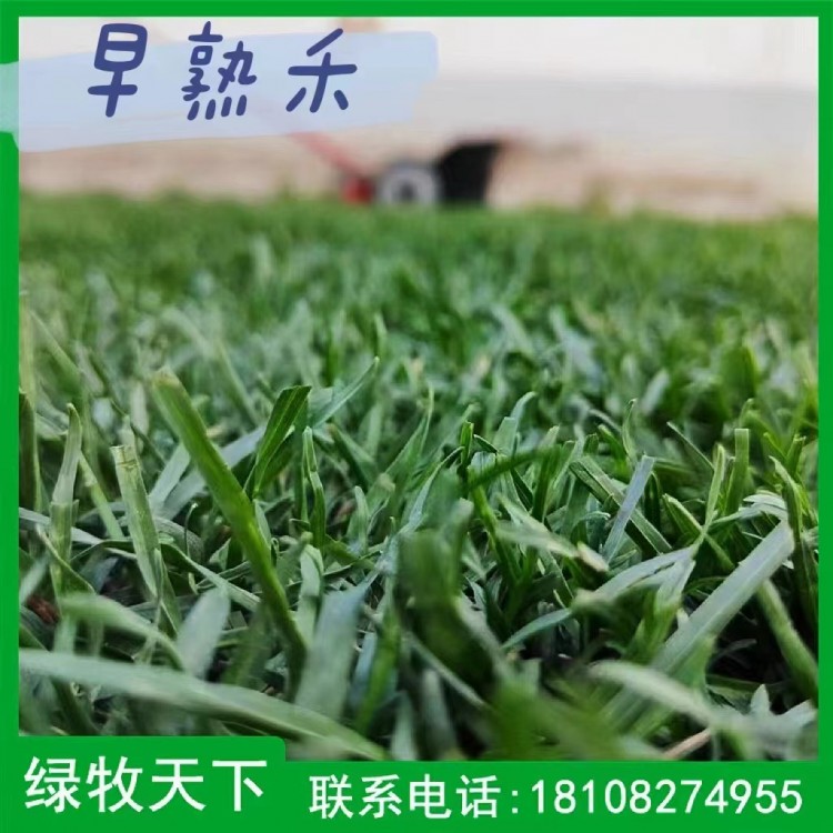 早熟禾狗牙根牧草種子大量出售 畜牧養(yǎng)殖草種 綠牧天下