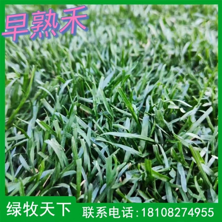 早熟禾臺灣二號草皮種植 牧草種子現(xiàn)貨出售 綠牧