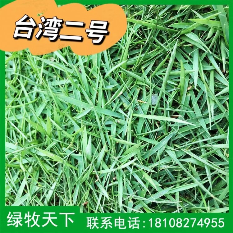 早熟禾臺灣二號草皮種植 牧草種子現(xiàn)貨出售 綠牧