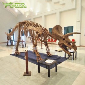 考古恐龍骨架廠家商場(chǎng)兒童樂園大恐龍骨架化石模型擺件制