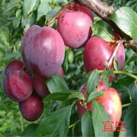 四川紅脆李樹(shù)苗大量供應(yīng) 規(guī)格齊全 簡(jiǎn)陽(yáng)脆紅李苗批發(fā)