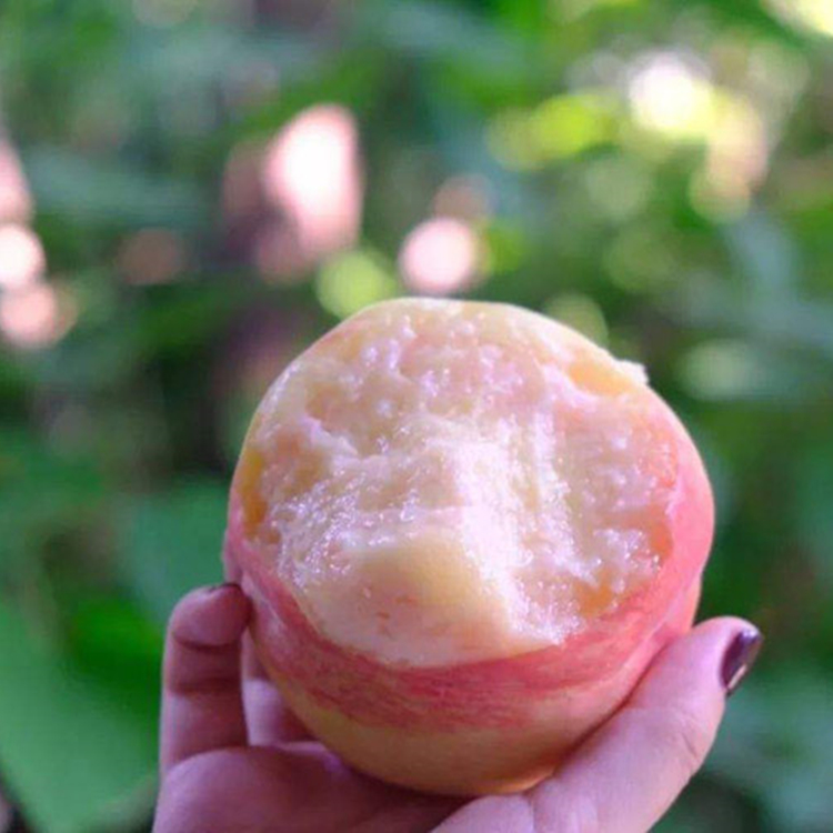 產(chǎn)優(yōu)質(zhì)桃樹(shù)苗 水蜜桃樹(shù)苗 提供種植技術(shù)