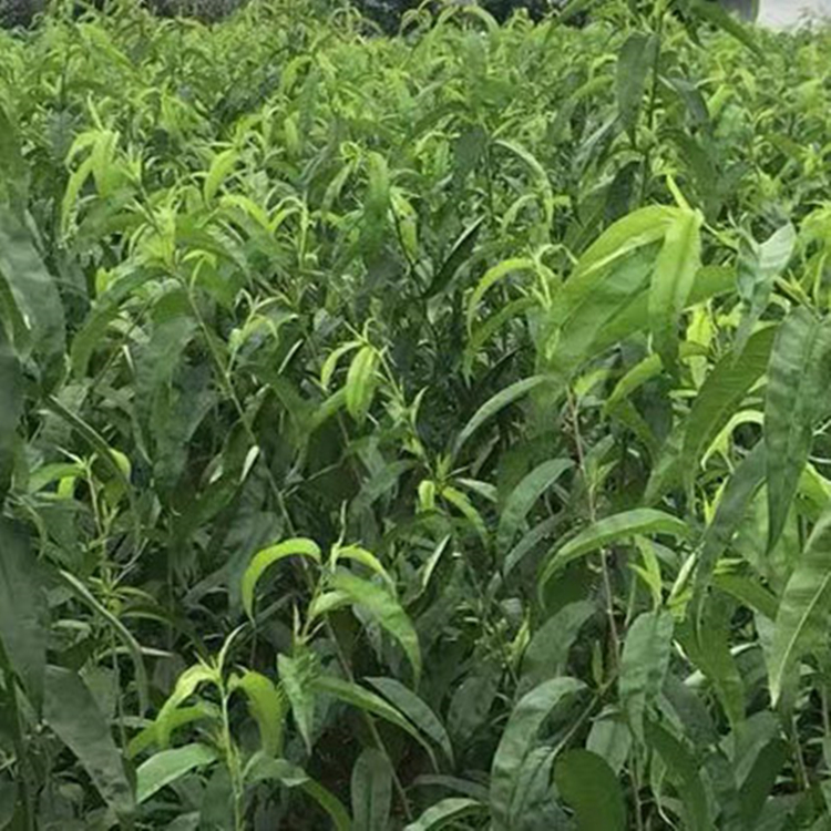 產(chǎn)優(yōu)質(zhì)桃樹苗 水蜜桃樹苗 提供種植技術(shù) 存活率高