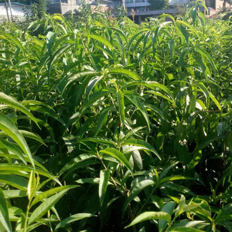 桃子樹(shù)苗 胭脂脆桃樹(shù)苗 桃苗產(chǎn)地供應(yīng)