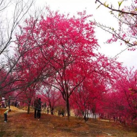 中國(guó)紅櫻花基地苗  四川紅櫻花苗 中國(guó)紅櫻花種植