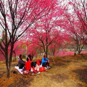 茂青農業(yè)高桿紅櫻花  精品牡丹櫻花種植  5公分中國紅櫻 品種多