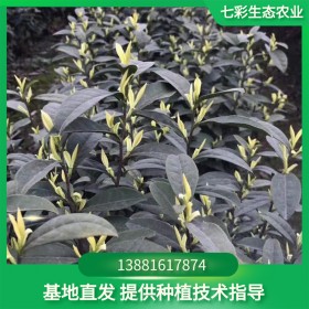 七彩生態(tài)農(nóng)業(yè) 優(yōu)質供應奶白茶苗 幼株等多種大小植株