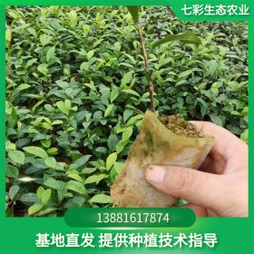 茶苗批發(fā) 營養(yǎng)土茶苗 營養(yǎng)袋茶苗 存活率高