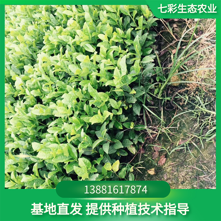 福選九號茶苗種植幼苗現(xiàn)貨出售 高成活率易種植 七彩