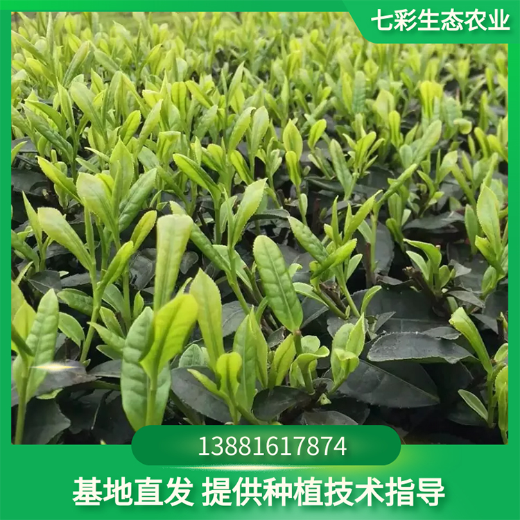 福選九號現(xiàn)起優(yōu)質(zhì)茶苗 高成活率 苗圃現(xiàn)貨出售 七彩